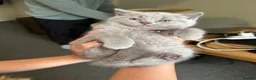 British Shorthair cats for sale: BSH  kittens lilac and blue - Advert 4