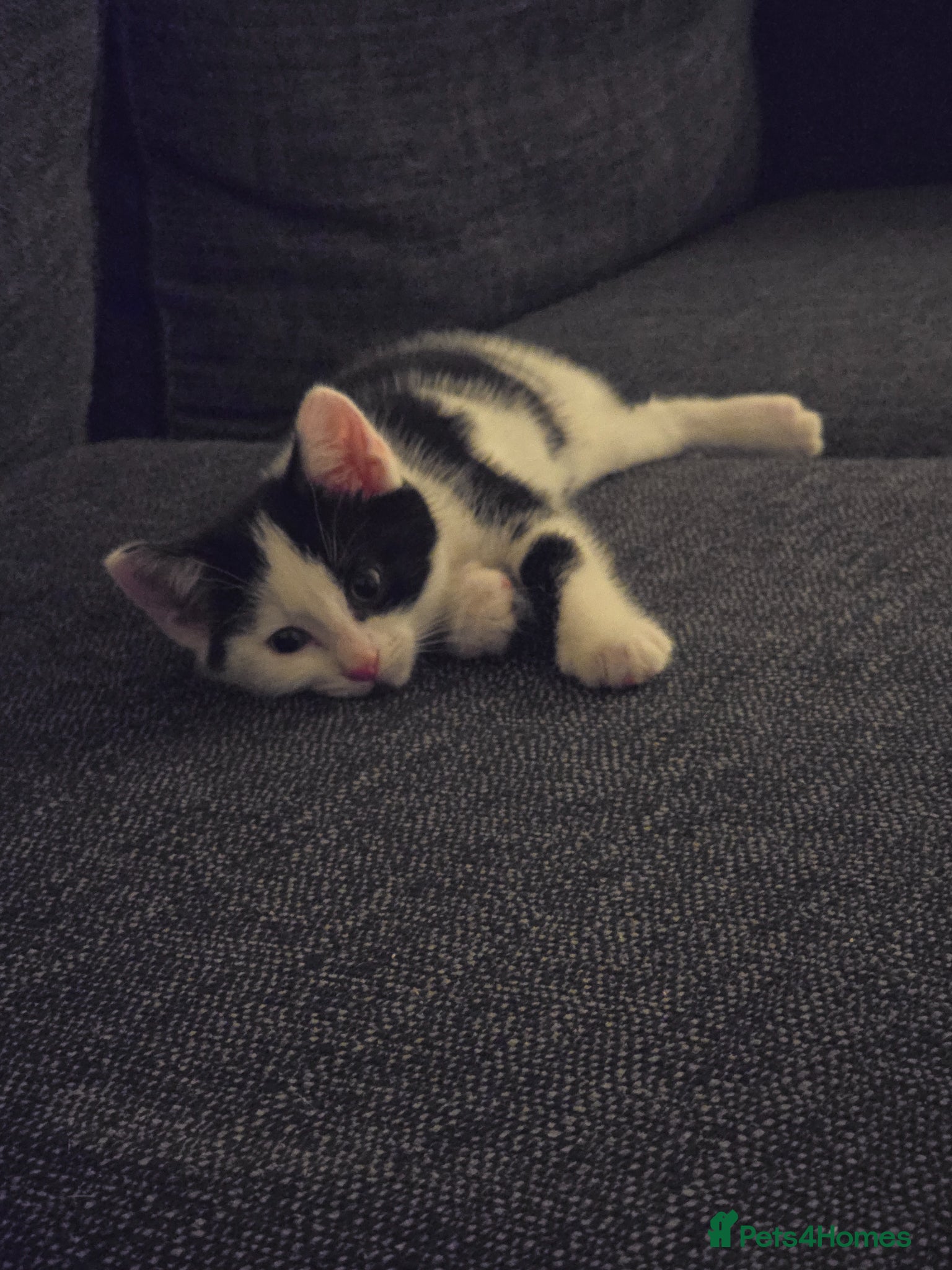 Mixed Breed cats Male kitten - Advert 2