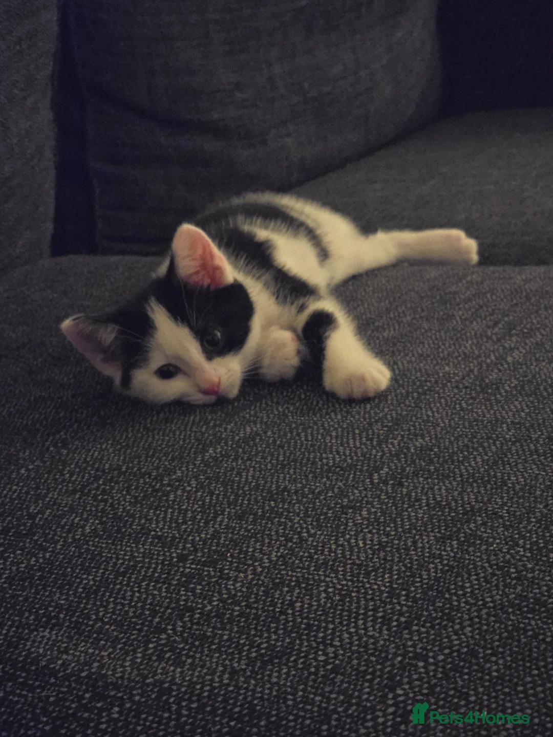 Mixed Breed cats for sale: Male kitten in Bristol - Advert 1