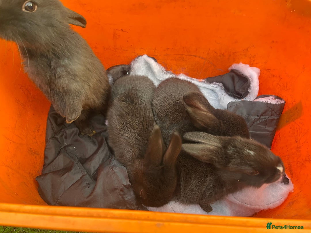 Rex rabbits for sale: 3 adorable bunnies for sale  - Image 2
