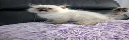Ragdoll cats for sale: Ready! Stunning GCCF REG PEDIGREE RAGDOLLS - Advert 25