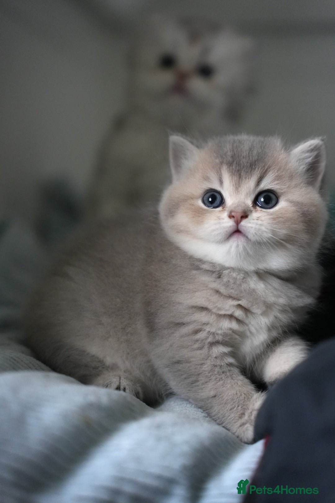 Scottish Fold cats for sale: Scottish fold/straight  - Advert 2