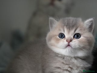 Scottish Fold cats Scottish fold/straight - Advert 1