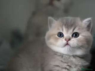 Scottish Fold cats Scottish fold/straight - Advert 10