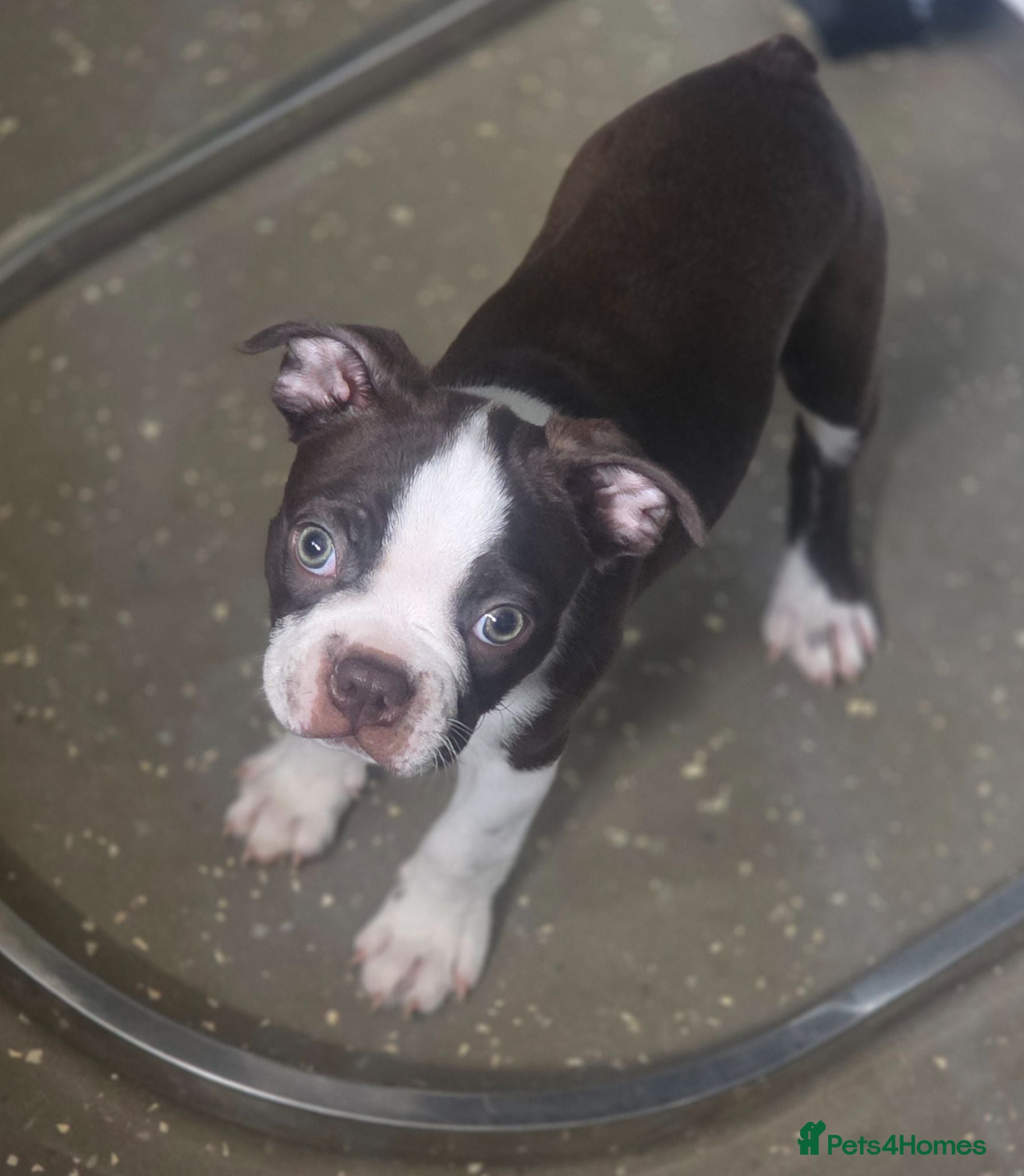 Boston Terrier dogs 🌸 Blossom's Beautiful Bostons 🌸  - Advert 3