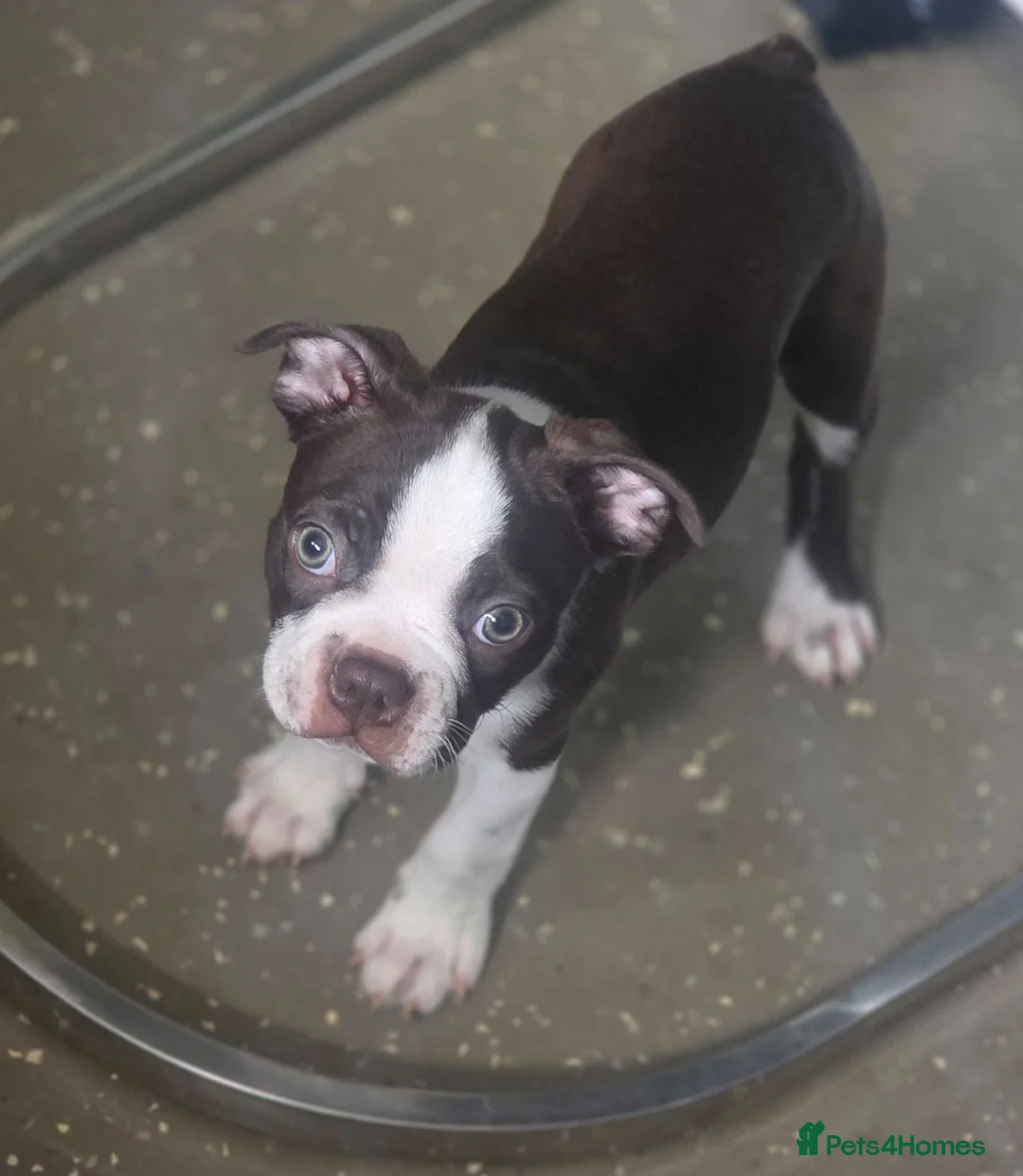Boston Terrier dogs for sale: 🌸 Blossom's Beautiful Bostons 🌸  - Advert 1