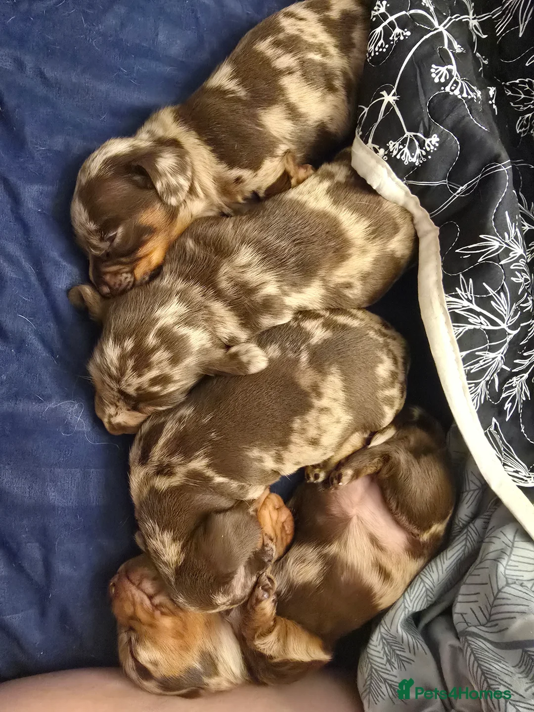 Miniature Dachshund dogs for sale: READY NOW 1 female dapple mini dachshund - Advert 19
