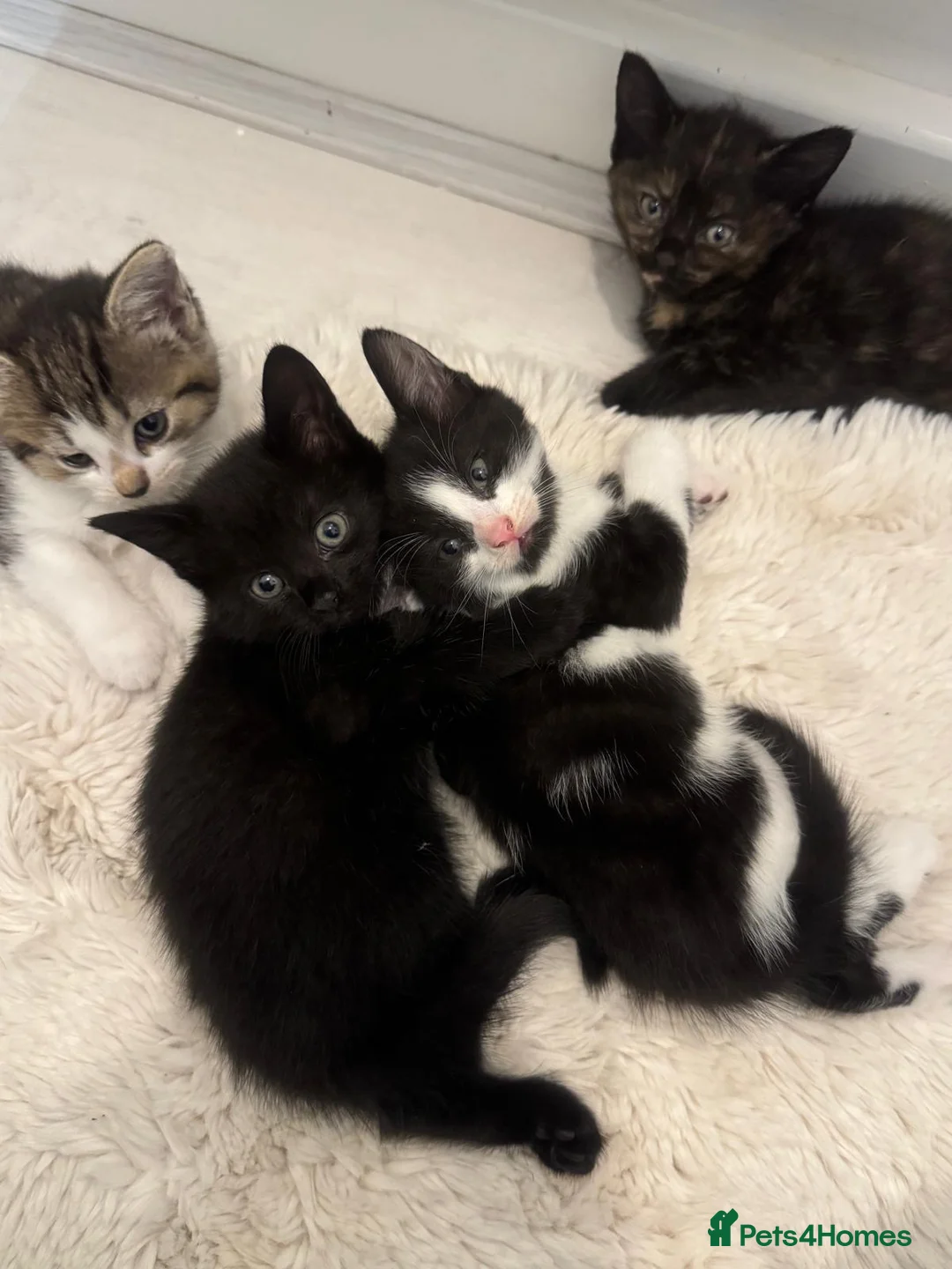 Mixed Breed cats for sale: Two kittens for sale x in Birmingham - Advert 2