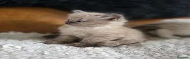 Ragdoll Kitten 2