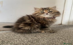 Persian cats for sale: Persian kitten still looking for her forever home  in Gateshead - Image 1