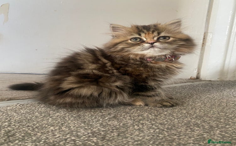 Persian cats in Gateshead - Advert 2