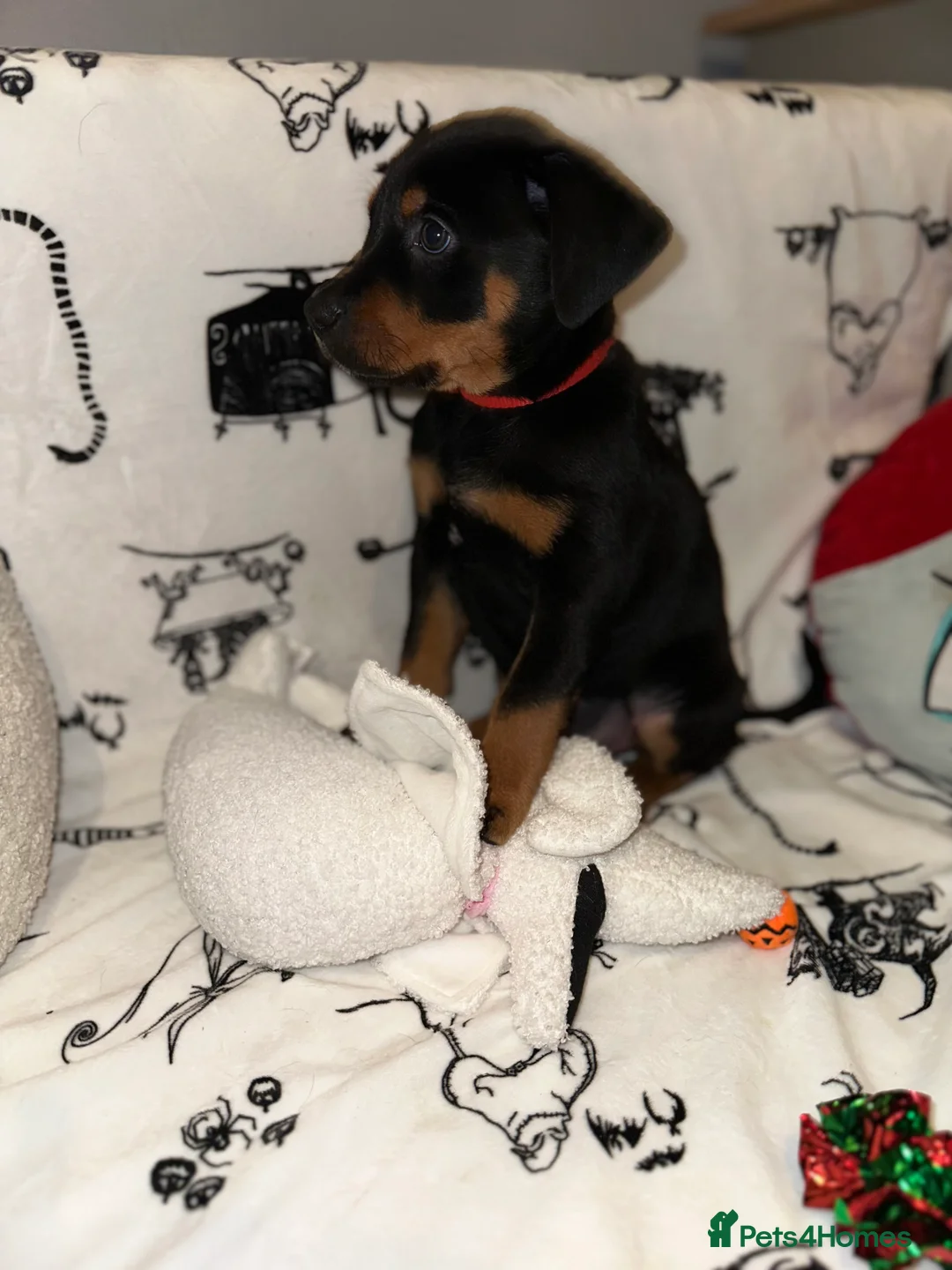 Mixed Breed dogs for sale: 10 Rottweiler cross Doberman pups - Advert 5