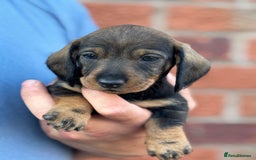 Dachshund dogs for sale: The most beautiful Tweenies  - Image 5