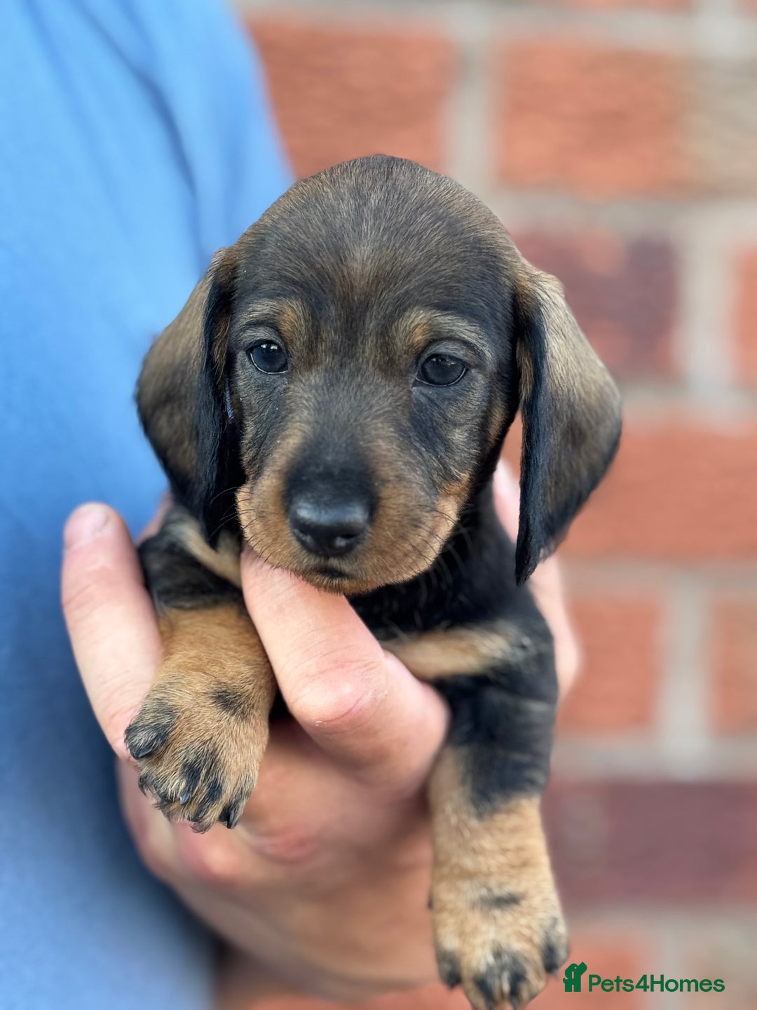 Dachshund dogs for sale: The most beautiful Tweenies  - Image 5