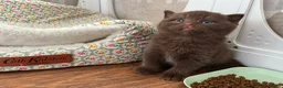 British Shorthair cats for sale: 🐾 Beautiful TICA Registered BSH Kittens - Advert 5