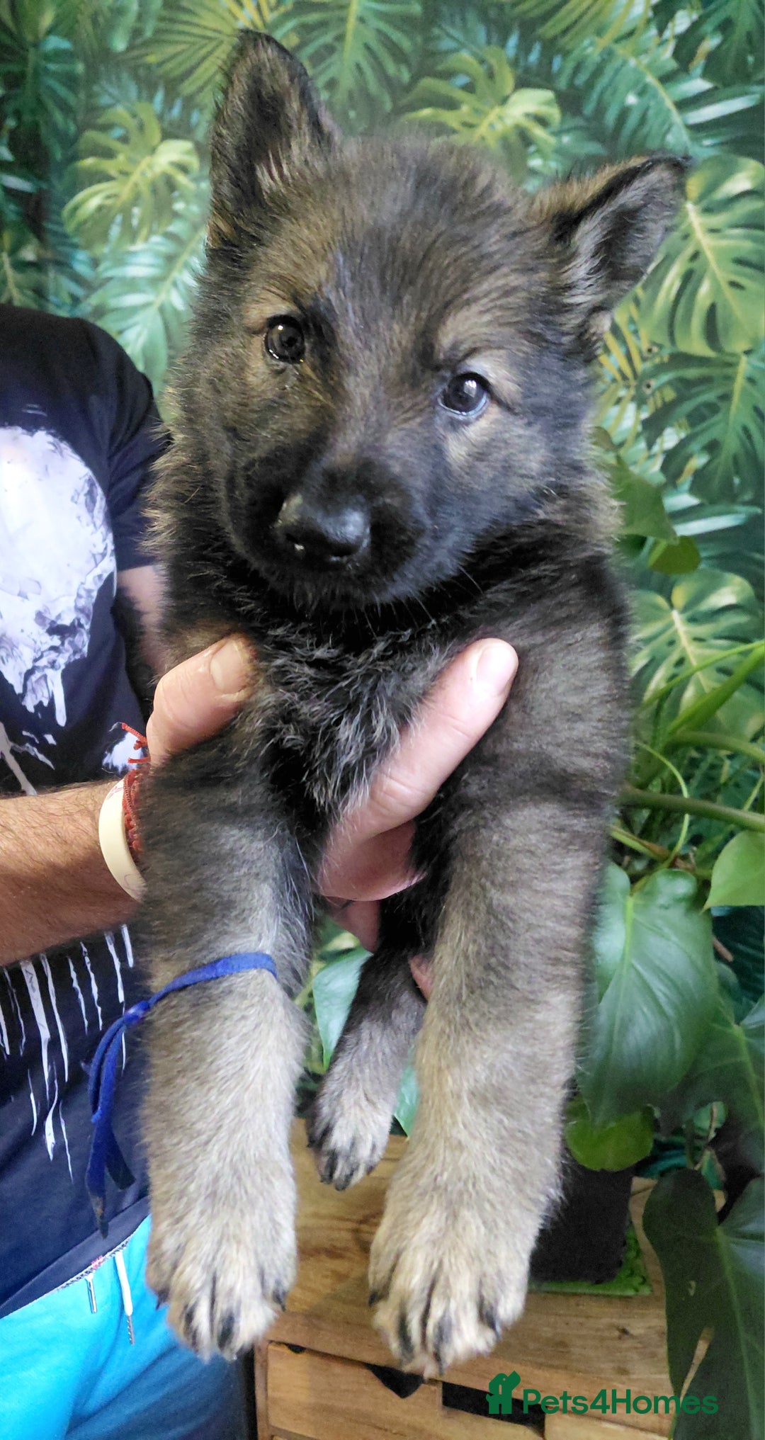 German Shepherd dogs for sale: German shepherd puppies - Advert 23