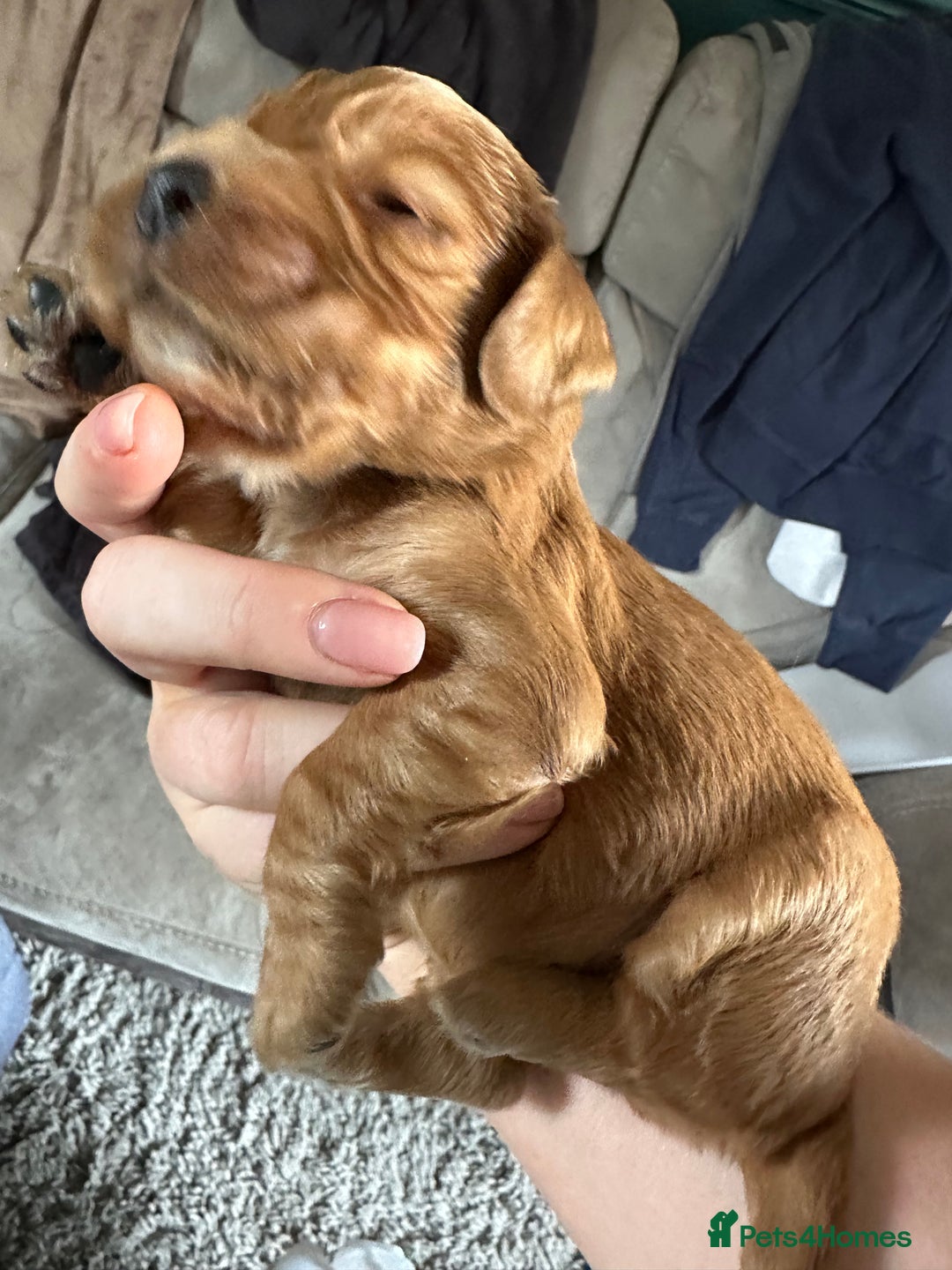Cocker Spaniel dogs for sale: Working Cocker Spaniel Puppies  - Image 12