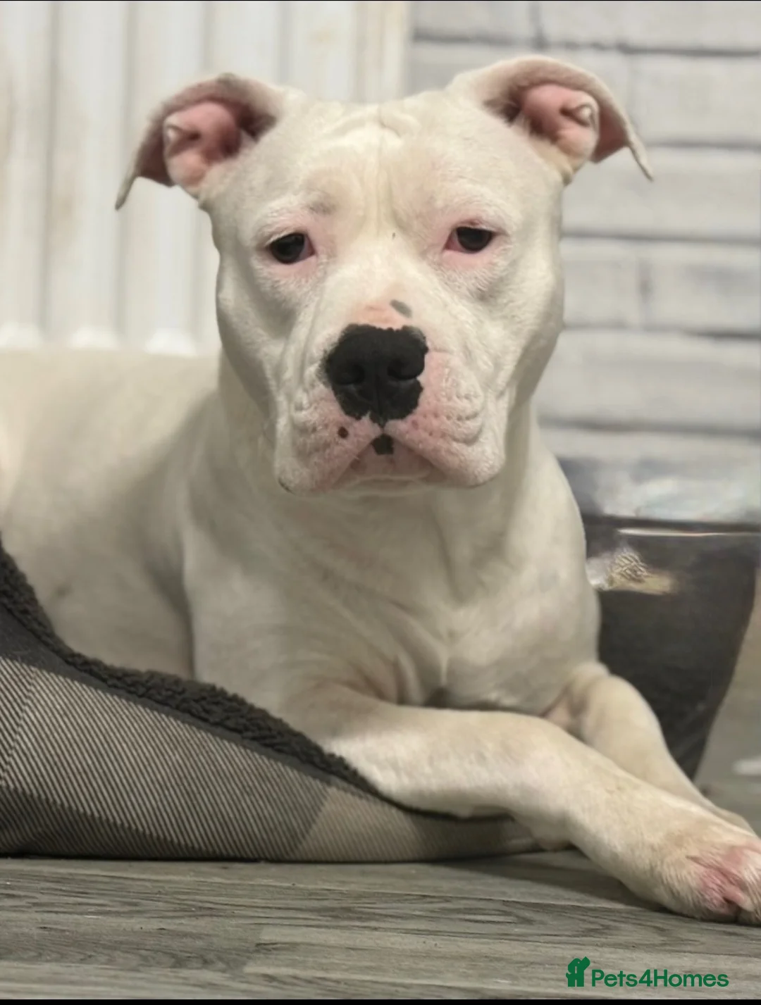 Staffordshire Bull Terrier dogs for sale: Staffy Puppies  - Advert 8