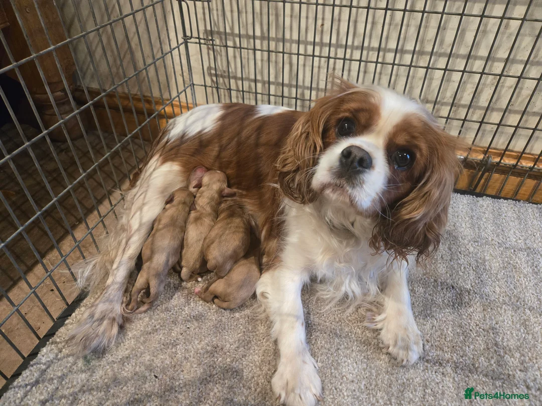 Cavapoo dogs for sale: F1 fully health tested cavapoo puppies!  - Advert 2