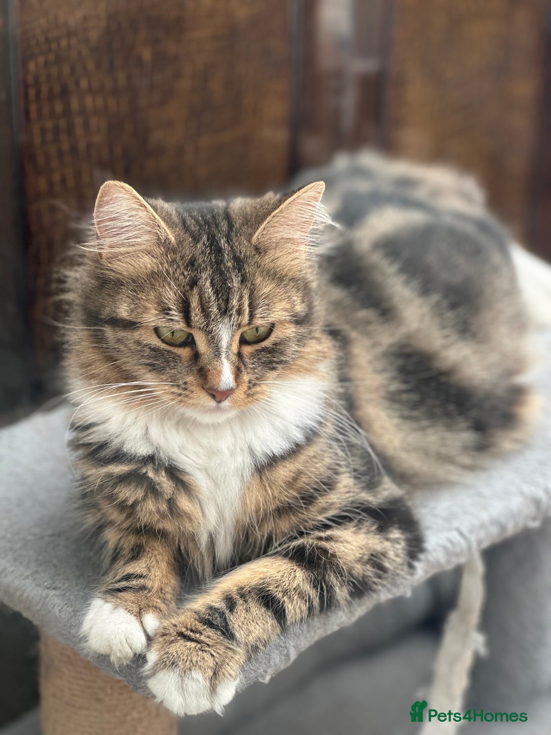 Maine Coon cats for sale: Female  shadow  - Image 11