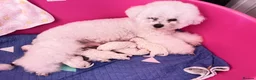 Bichon Frise dogs for stud: STUD KC Registered Bichon Frise Stud - Advert 7