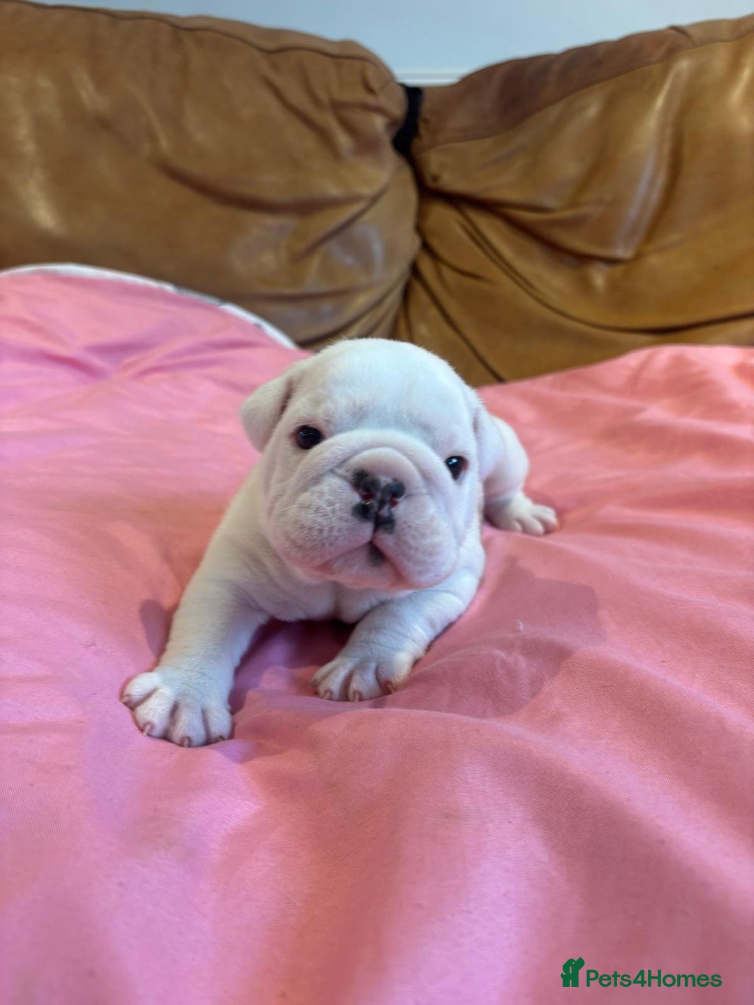 English Bulldog dogs for sale: Stunning Red & White English Bulldog Puppies - Advert 3