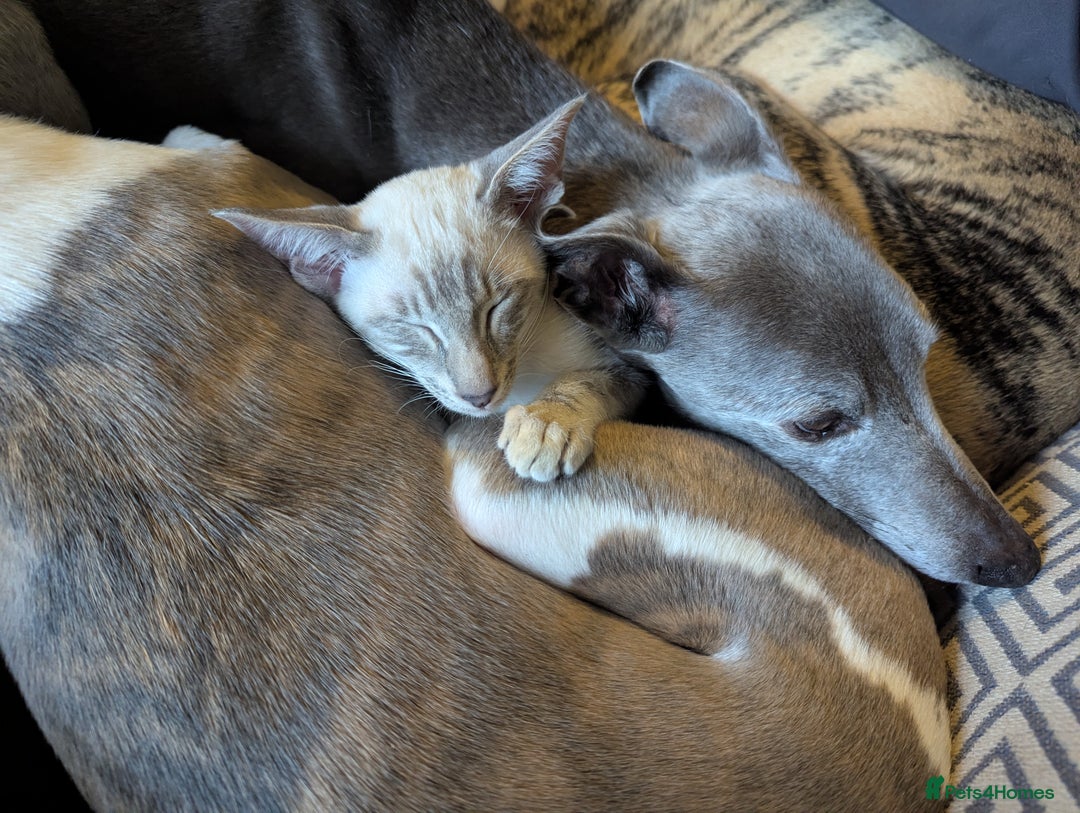 Siamese cats for sale: Super friendly boy seeking new slaves - Advert 4