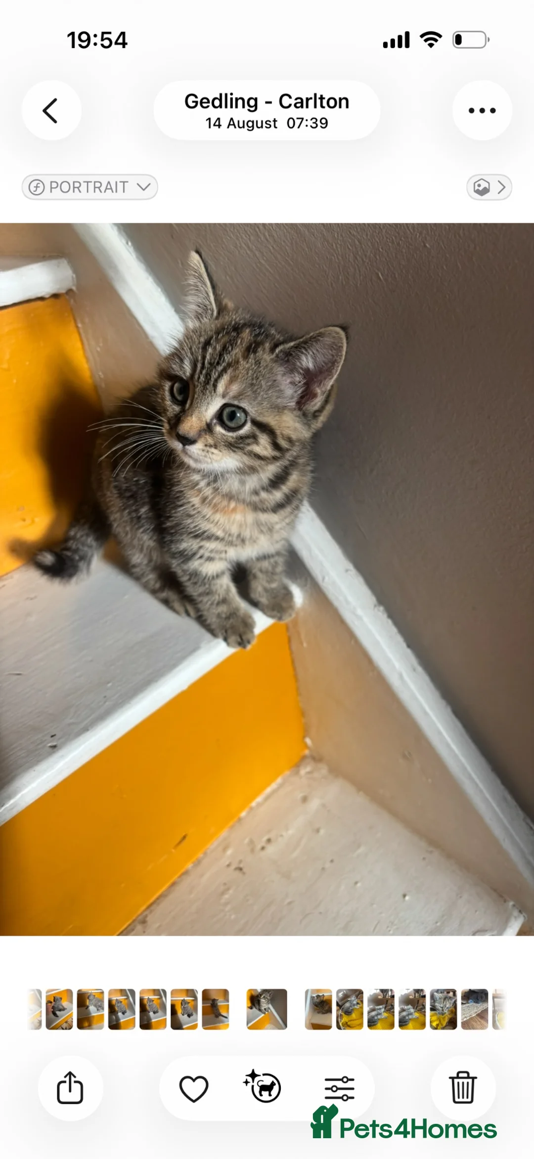 Mixed Breed cats for sale: 9 week old Kittens  in Nottingham - Advert 10