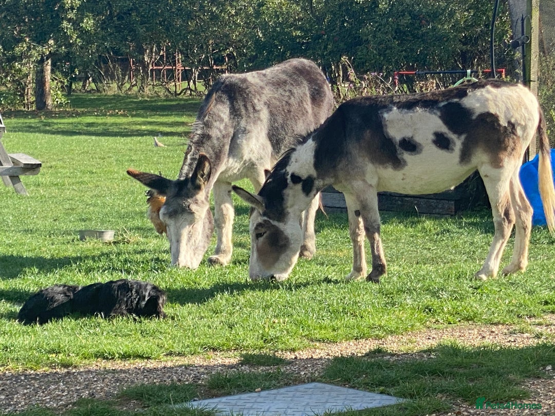 Donkey livestock for sale: Dolly and Moose, lovely Jenny donkeys - Image 3