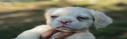 French Bulldog dogs for sale: HOME BRED FLUFFY FRENCHY•ISABELLA.KC&DNA CERT - Advert 13