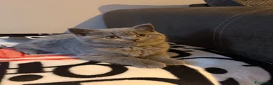 British Shorthair 1