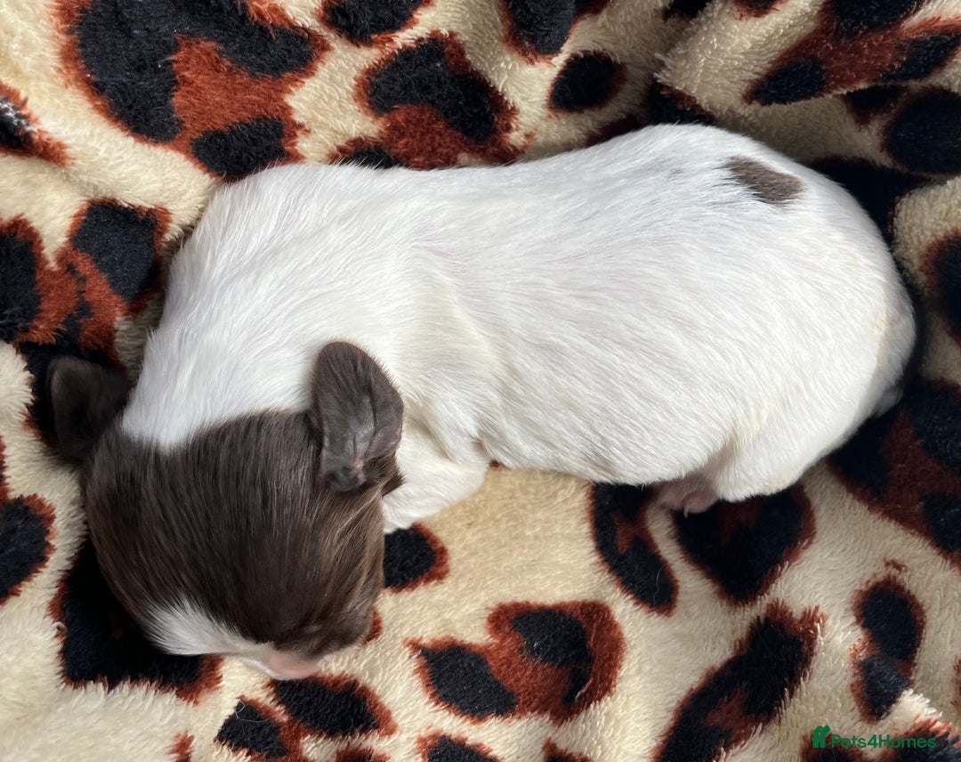 English Springer Spaniel dogs for sale: KC reg Springer Spaniel boys - Image 4