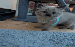 Ragdoll cats for sale: 4 gorgeous ragdoll kittens  - Image 16