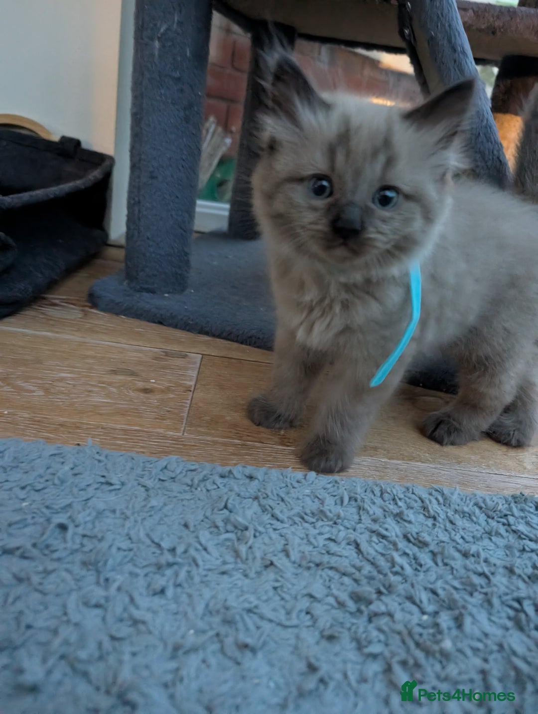 Ragdoll cats for sale: 4 gorgeous ragdoll kittens  - Image 16