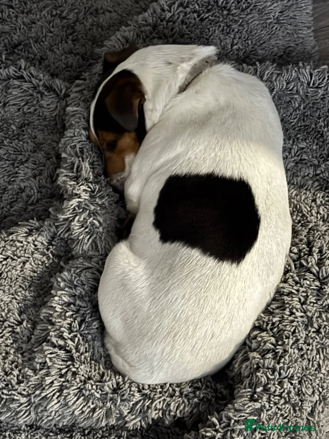 Jack Chi dogs for sale: Jackawawa pups  - Advert 1