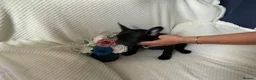 French Bulldog dogs for sale: KC registered adorable french bulldog boy  - Advert 15