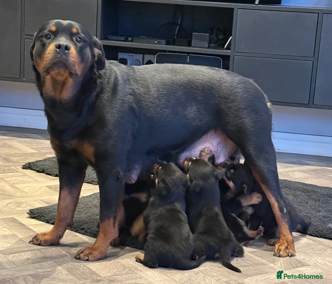 Rottweiler dogs for sale: ROTTWEILER PUPPIES in Doncaster - Advert 1