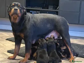 Rottweiler dogs ROTTWEILER PUPPIES in Doncaster - Advert 2
