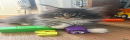 Maine Coon cats for sale: Maine coon kittens - Advert 3