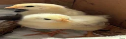 Chickens poultry for sale: Blacktail cockerel chicks available - Advert 6