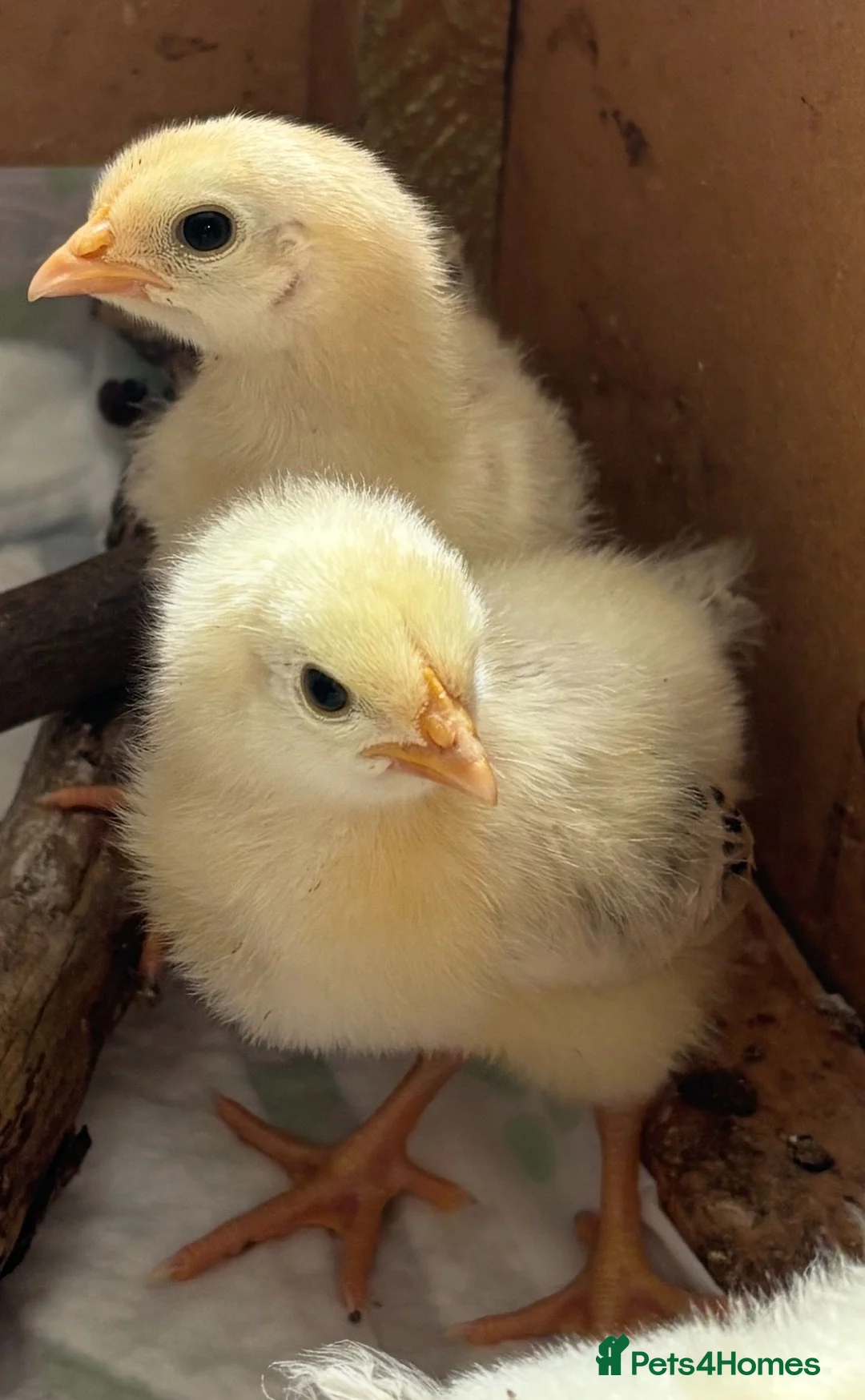 Chickens poultry for sale: Blacktail cockerel chicks available - Advert 6