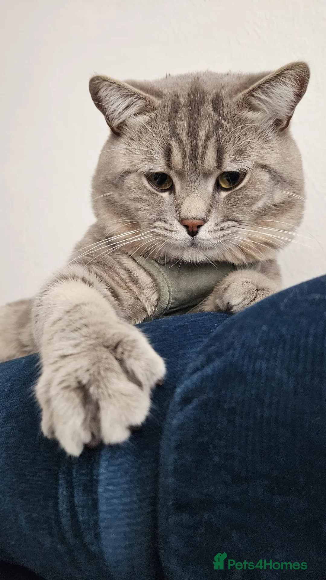 British Shorthair cats for stud: GCCF Registered Full pedigree Ready To Stud in London - Advert 6