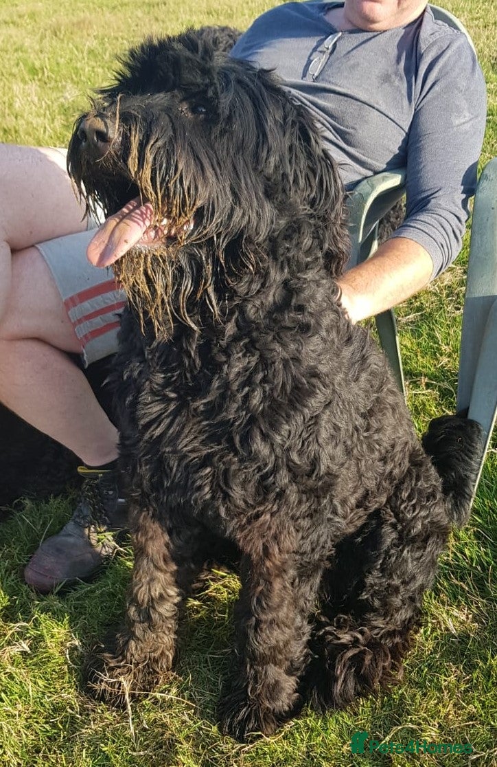 Russian Black Terrier dogs Black Russian Terrier - Advert 10