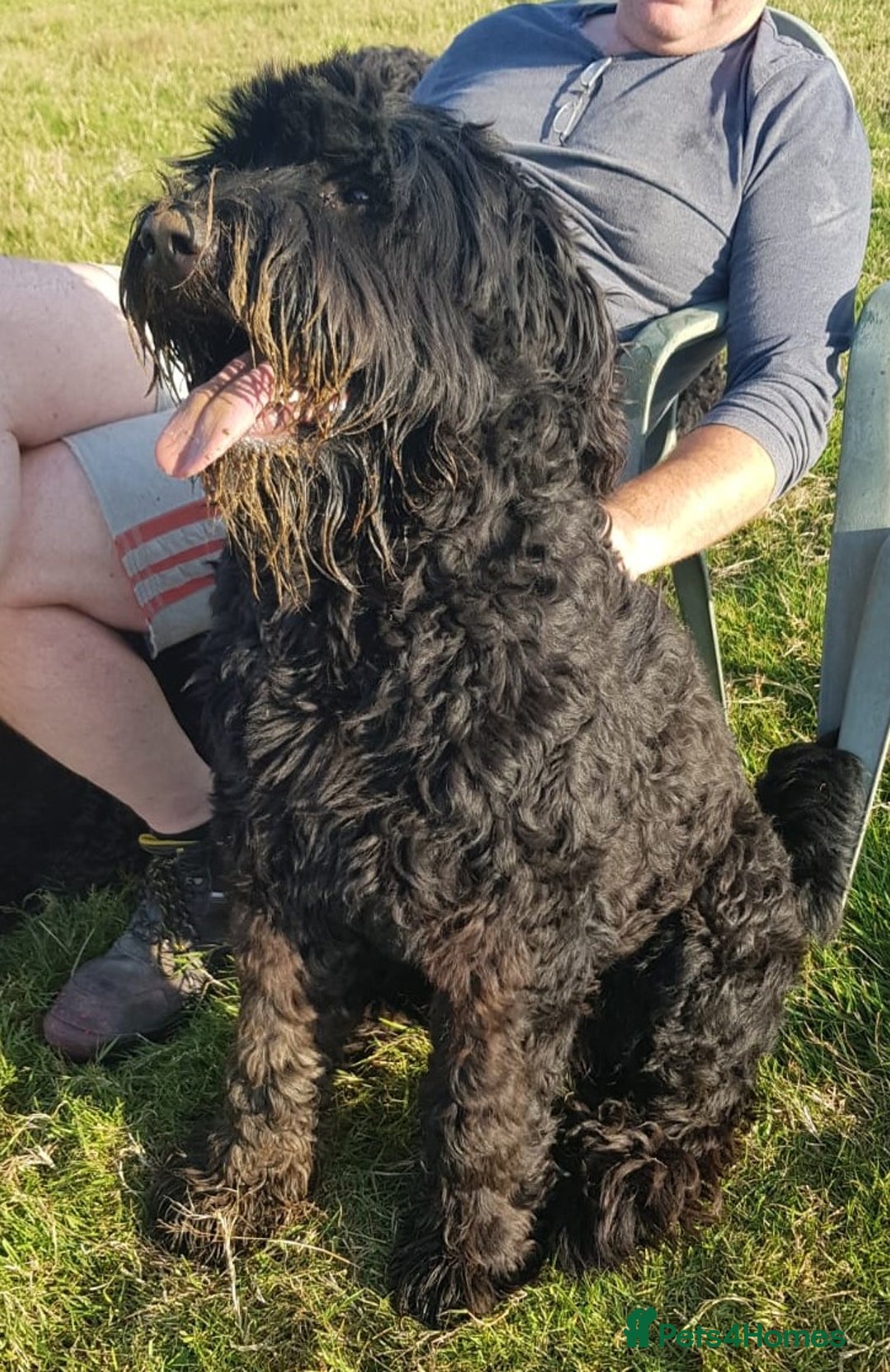 Russian Black Terrier dogs for sale: Black Russian Terrier - Advert 1