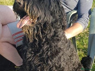 Russian Black Terrier dogs Black Russian Terrier - Advert 1