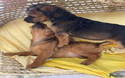 Lakeland Terrier dogs for sale: Lakeland terrier  - Image 13