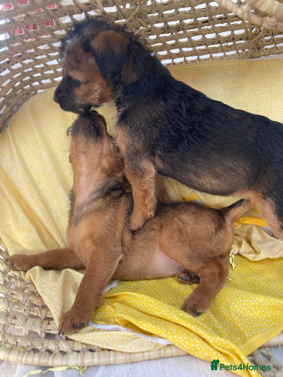 Lakeland Terrier dogs for sale: Lakeland terrier  - Image 13