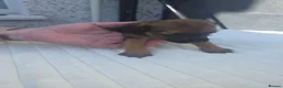 Border Terrier dogs for sale: Cracking litter of 8 boarder terrier  - Advert 15