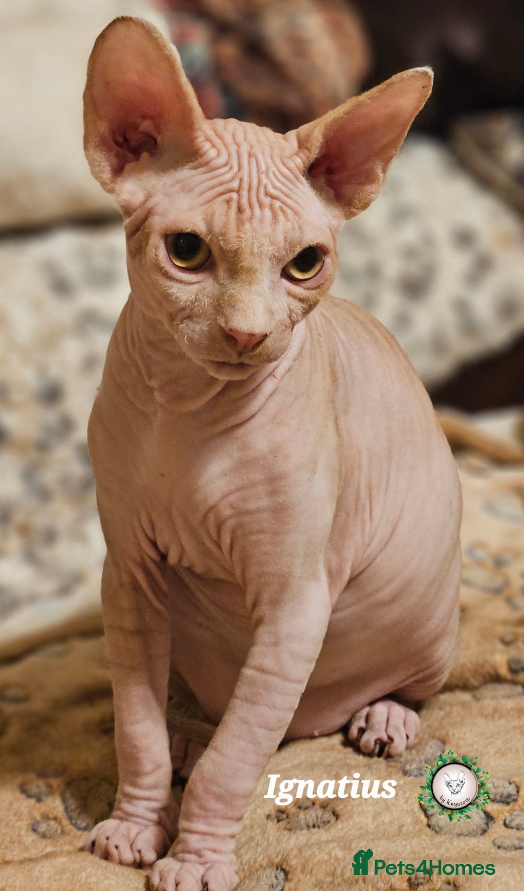 Sphynx cats for sale: Adorable Canadian Sphynx – Champion line - Advert 18