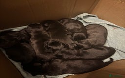 Staffordshire Bull Terrier dogs for sale: Staffie black  - Image 2